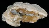 Crystal Filled Fossil Clam - Rucks Pit, FL #5536-1